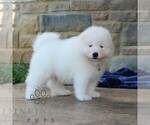Small #3 Samoyed