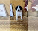 Puppy 9 F2 Aussiedoodle-Poodle (Miniature) Mix