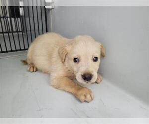 Shepradors Dogs for adoption in Houston, TX, USA