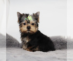 Small #1 Yorkshire Terrier