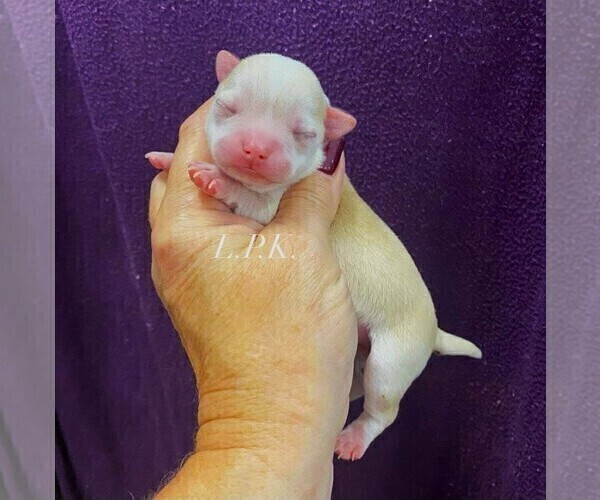 Medium Photo #3 Chihuahua Puppy For Sale in WINNSBORO, LA, USA