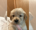 Small Photo #1 Golden Retriever Puppy For Sale in ORLANDO, FL, USA