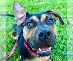 Molly - Female Mutt Dog for Adoption - Photo #26