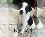 Small Photo #4 Australian Shepherd-Unknown Mix Puppy For Sale in Hillsboro, MO, USA