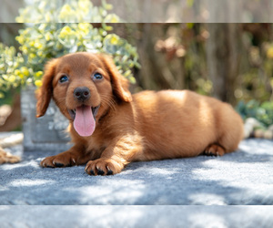 Medium Dachshund