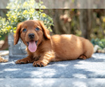 Puppy Marshall Dachshund