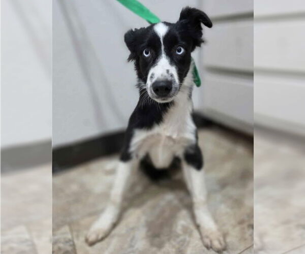 Medium Photo #2 Border Collie-Unknown Mix Puppy For Sale in Lakewood, CO, USA