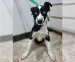 Small #1 Border Collie Mix