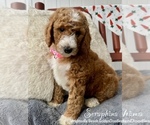 Small #7 Goldendoodle (Miniature)
