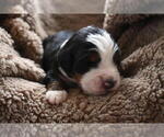 Small Photo #18 Bernedoodle Puppy For Sale in ELMWOOD, IL, USA
