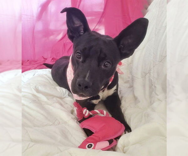 Medium Photo #2 Mutt Puppy For Sale in Sacramento, CA, USA