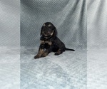 Small Photo #45 Cavapoo mix (+ Poodle Miniature) Puppy For Sale in MUNFORDVILLE, KY, USA