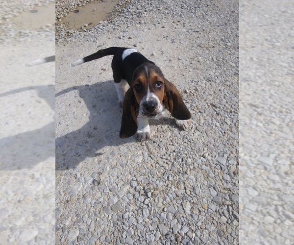 Medium Photo #14 Basset Hound Puppy For Sale in PETERSBURG, IN, USA