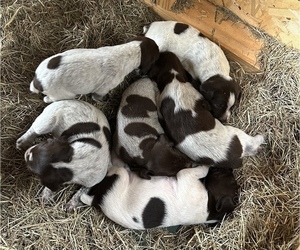 German Shorthaired Pointer Puppy for sale in BONIFAY, FL, USA