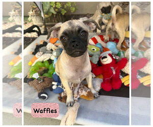 Waffles, Pancakes and Biscuit - Female Puggle Dog for Adoption - Photo #3