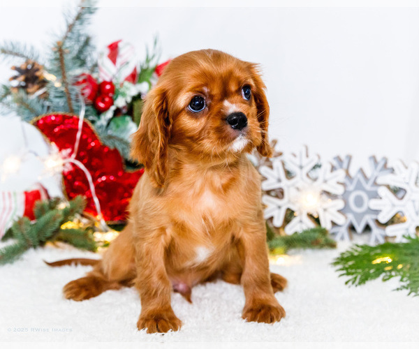 Medium Photo #2 Cavalier King Charles Spaniel Puppy For Sale in WAKARUSA, IN, USA