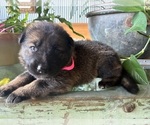 Small #6 German Shepherd Dog
