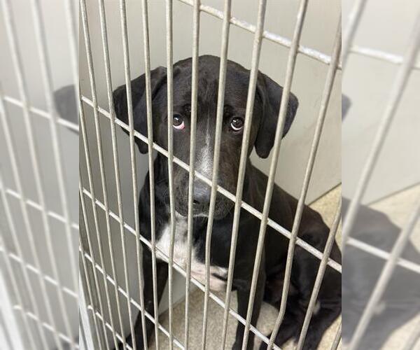 Medium Photo #1 American Pit Bull Terrier-Labrador Retriever Mix Puppy For Sale in West Valley, UT, USA