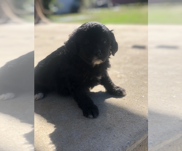 Medium Photo #2 Aussiedoodle Miniature  Puppy For Sale in SPENCER, TN, USA