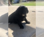 Small Photo #2 Aussiedoodle Miniature  Puppy For Sale in SPENCER, TN, USA