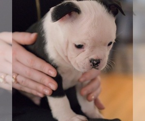 Boston Terrier Puppy for sale in BELLEVUE, WA, USA