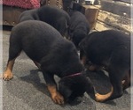 Small #4 Rottweiler