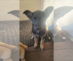 Small #1 German Shepherd Dog Mix
