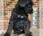 Small #2 F2 Aussiedoodle