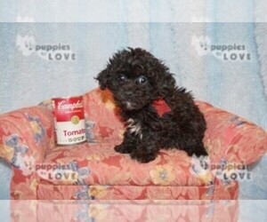 Poochon-Poodle (Toy) Mix Puppy for sale in SANGER, TX, USA