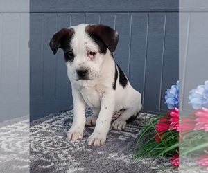 Bernese Mountain Dog-Boxer Mix Puppy for sale in FREDERICKSBURG, OH, USA