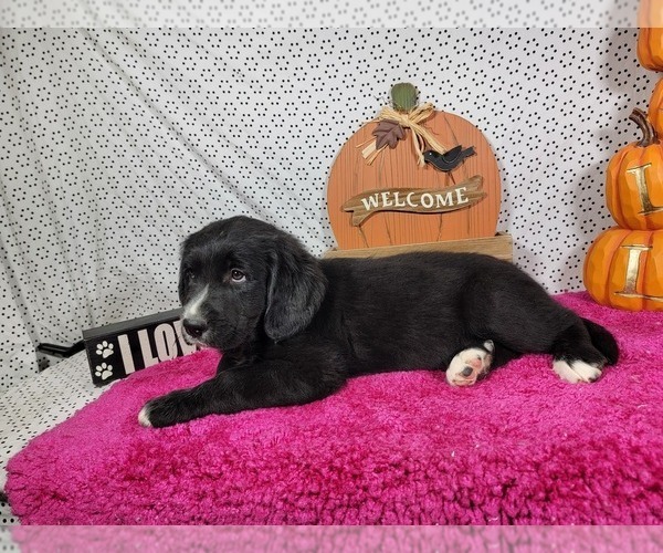 Medium Photo #2 Golden Mountain Dog Puppy For Sale in BLACK FOREST, CO, USA