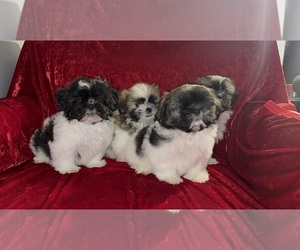 Shih Tzu Puppy for sale in DETROIT, MI, USA