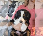 Small #1 Bernese Mountain Dog