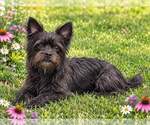 CHLOE - Female Mutt Dog for Adoption - Small photo