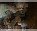 Small #8 Cock-A-Poo-Maltipoo Mix