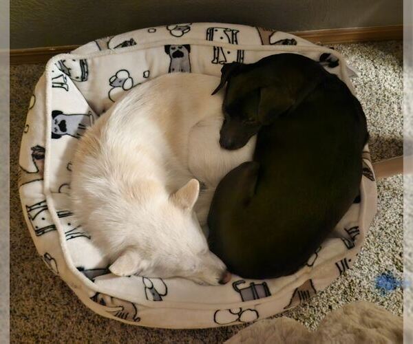 Medium Photo #5 Canadian Eskimo Dog-Unknown Mix Puppy For Sale in Fort Collins, CO, USA