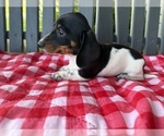 Small #4 Dachshund
