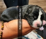 Puppy Puppy 2 Purple Rottweiler-American Pit Bull Terrier