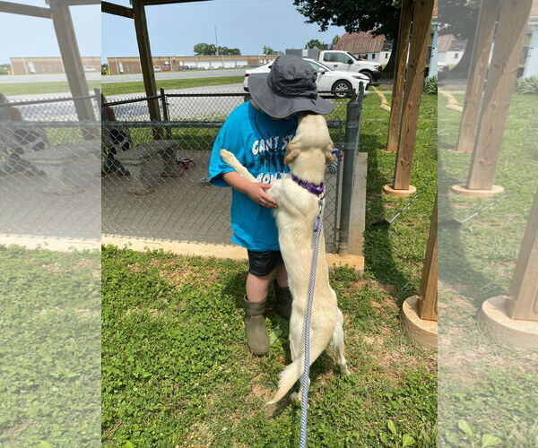 Medium Photo #2 Labrador Retriever-Unknown Mix Puppy For Sale in Rustburg, VA, USA