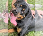Small #4 Rottweiler