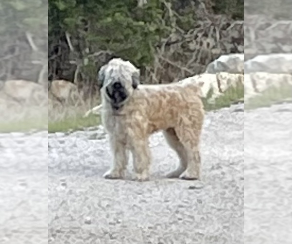 Medium Photo #11 Bouvier Des Flandres Puppy For Sale in BLANCO, TX, USA