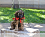 Small Photo #6 Goldendoodle Puppy For Sale in SANTA CLARA, UT, USA