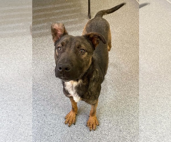 Medium Photo #1 Mutt Puppy For Sale in Low Moor, VA, USA