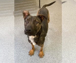Mutt Dogs for adoption in Low Moor, VA, USA