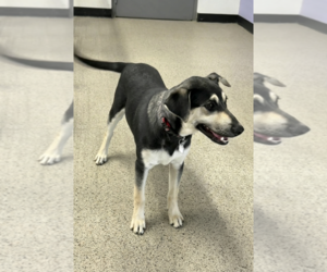 Mutt Dogs for adoption in Genesee, WI, USA