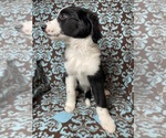 Small Photo #8 Aussiedoodle Puppy For Sale in KATY, TX, USA
