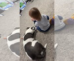 Small #12 American Pit Bull Terrier Mix