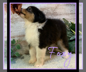 Australian Shepherd Puppy for sale in LAKEVILLE, IN, USA