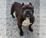 Small #1 Bulldog Mix