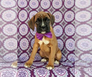 Boxer Puppy for sale in KIRKWOOD, PA, USA